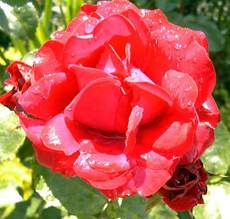 Rose-2.jpg